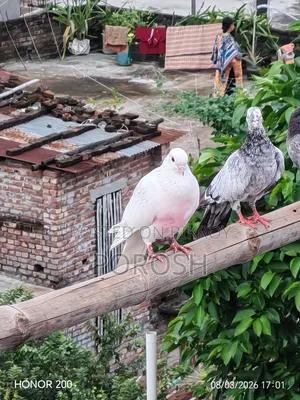 Male Pigeon