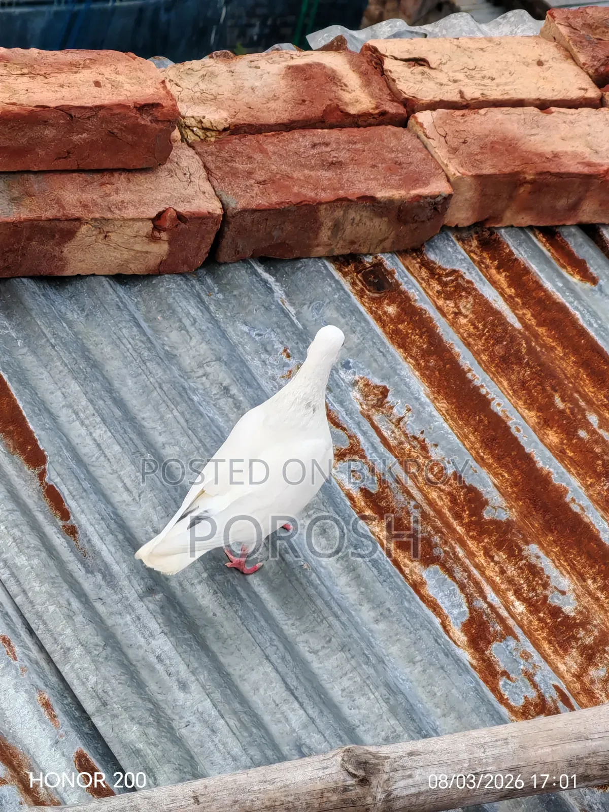 Male Pigeon