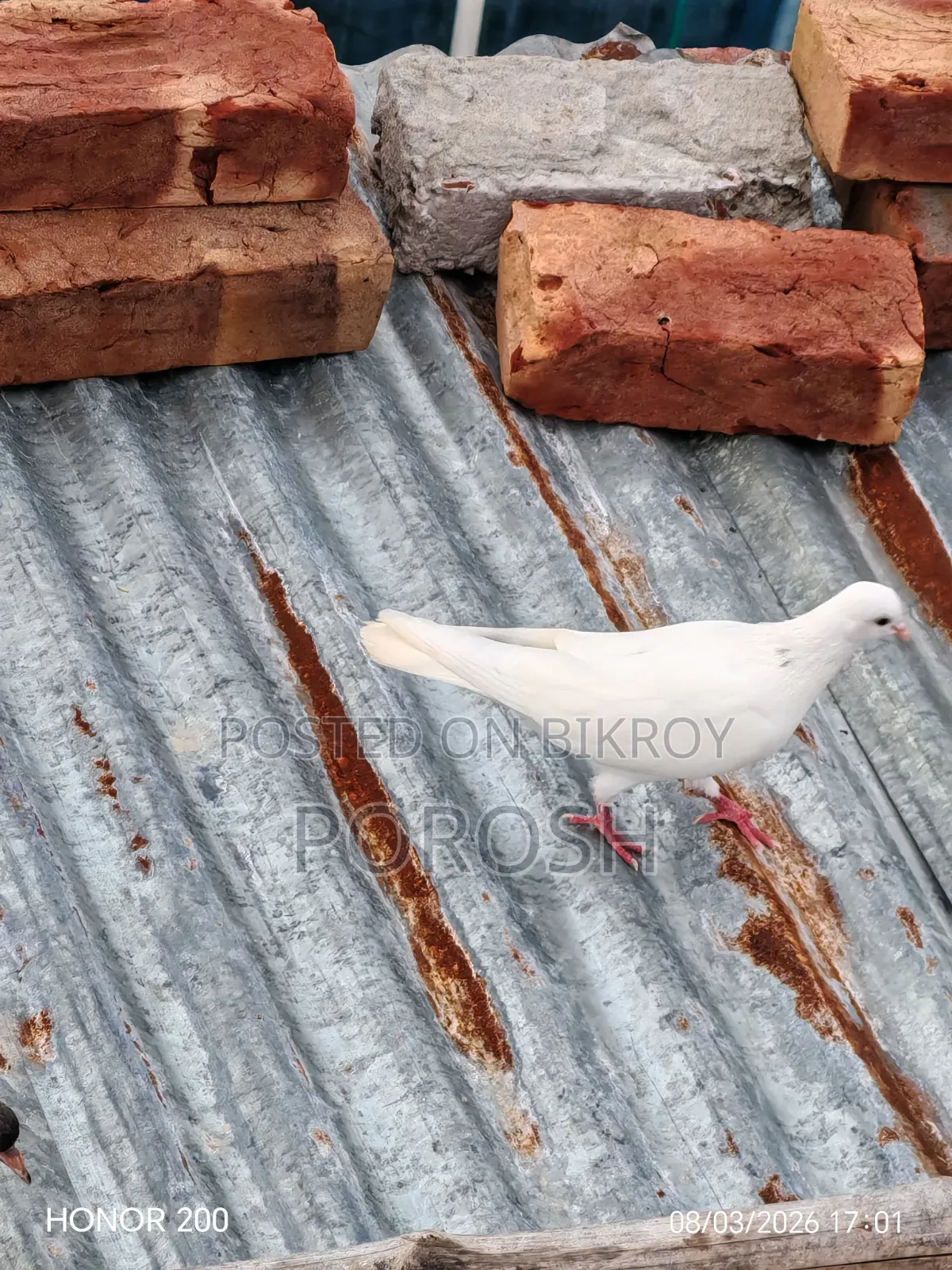 Male Pigeon