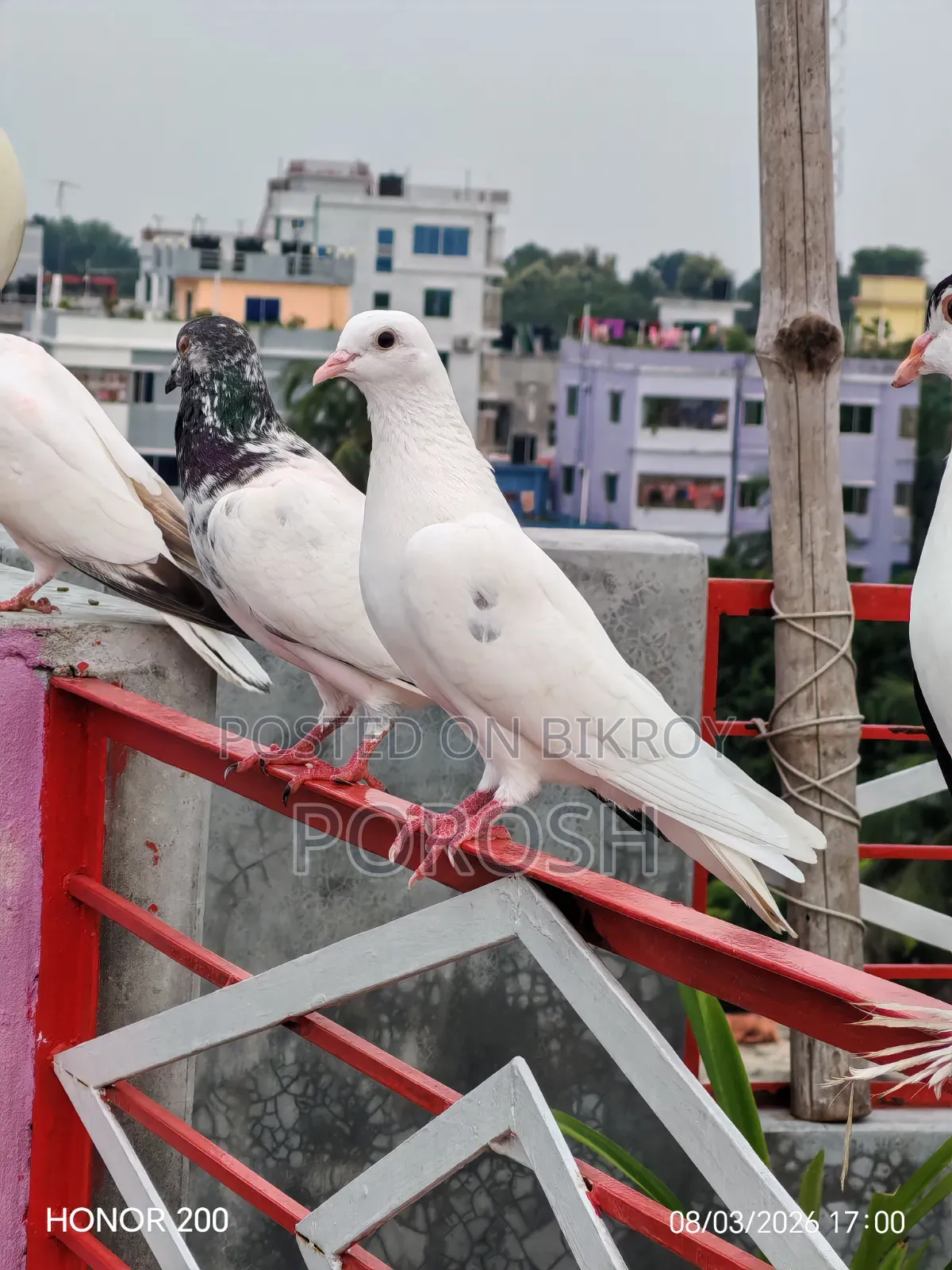 Male Pigeon
