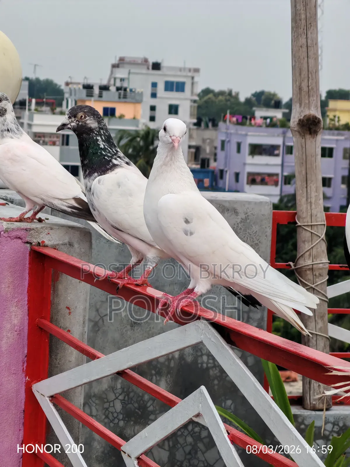 Male Pigeon