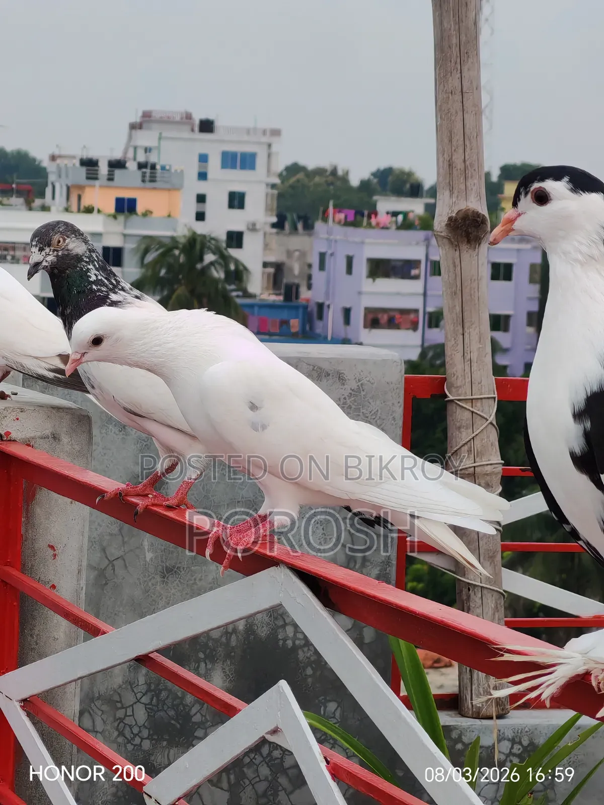 Male Pigeon