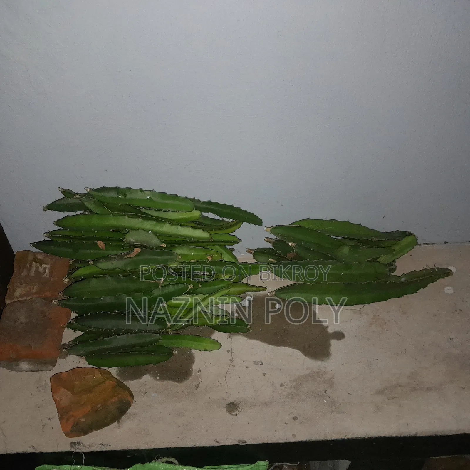 লাল ড্রাগন ফলের কাটিং