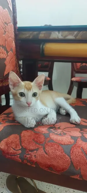 1-3 months Male Purebred Bengal