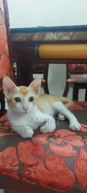 1-3 months Male Purebred Bengal