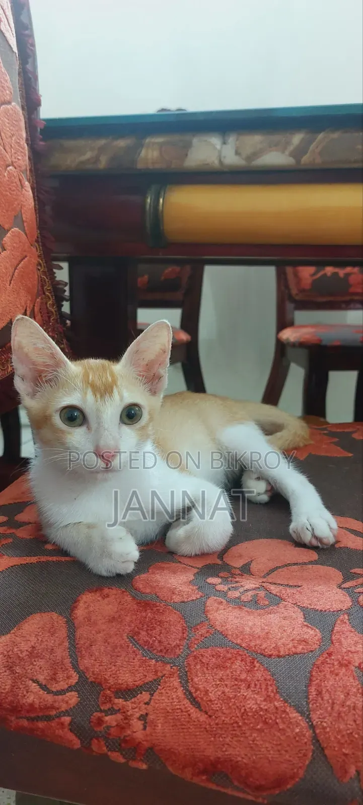1-3 months Male Purebred Bengal