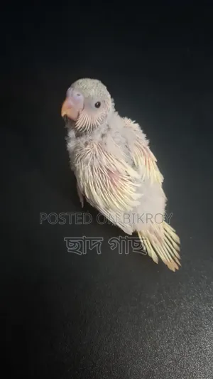 Lemon Color Pied Budgie Baby