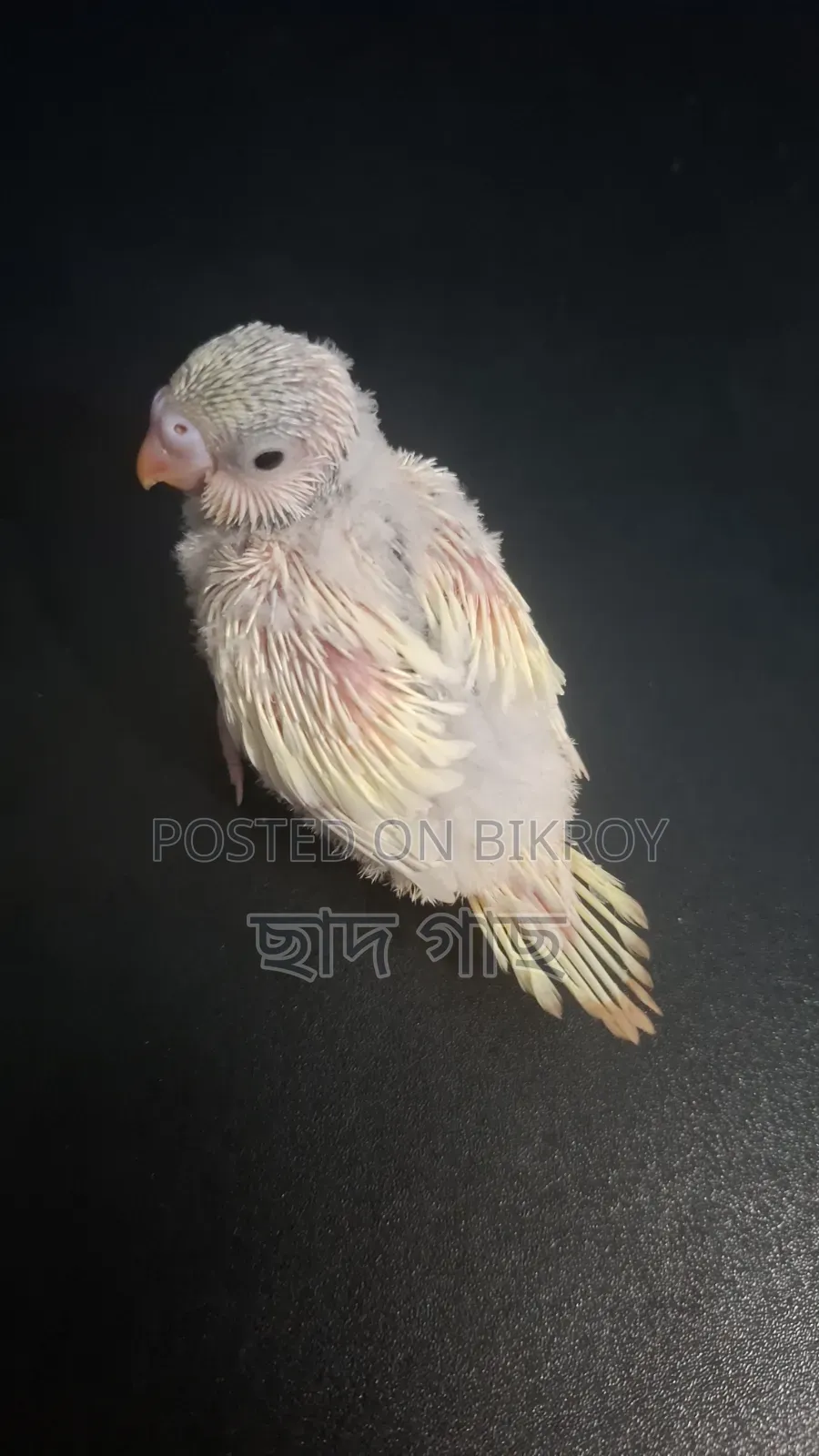Lemon Color Pied Budgie Baby