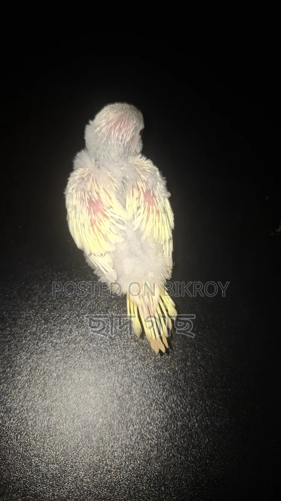 Lemon Color Pied Budgie Baby