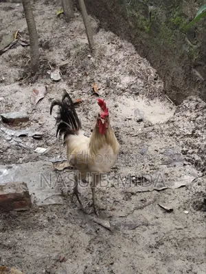 দেশি রাতা বিক্রি হবে