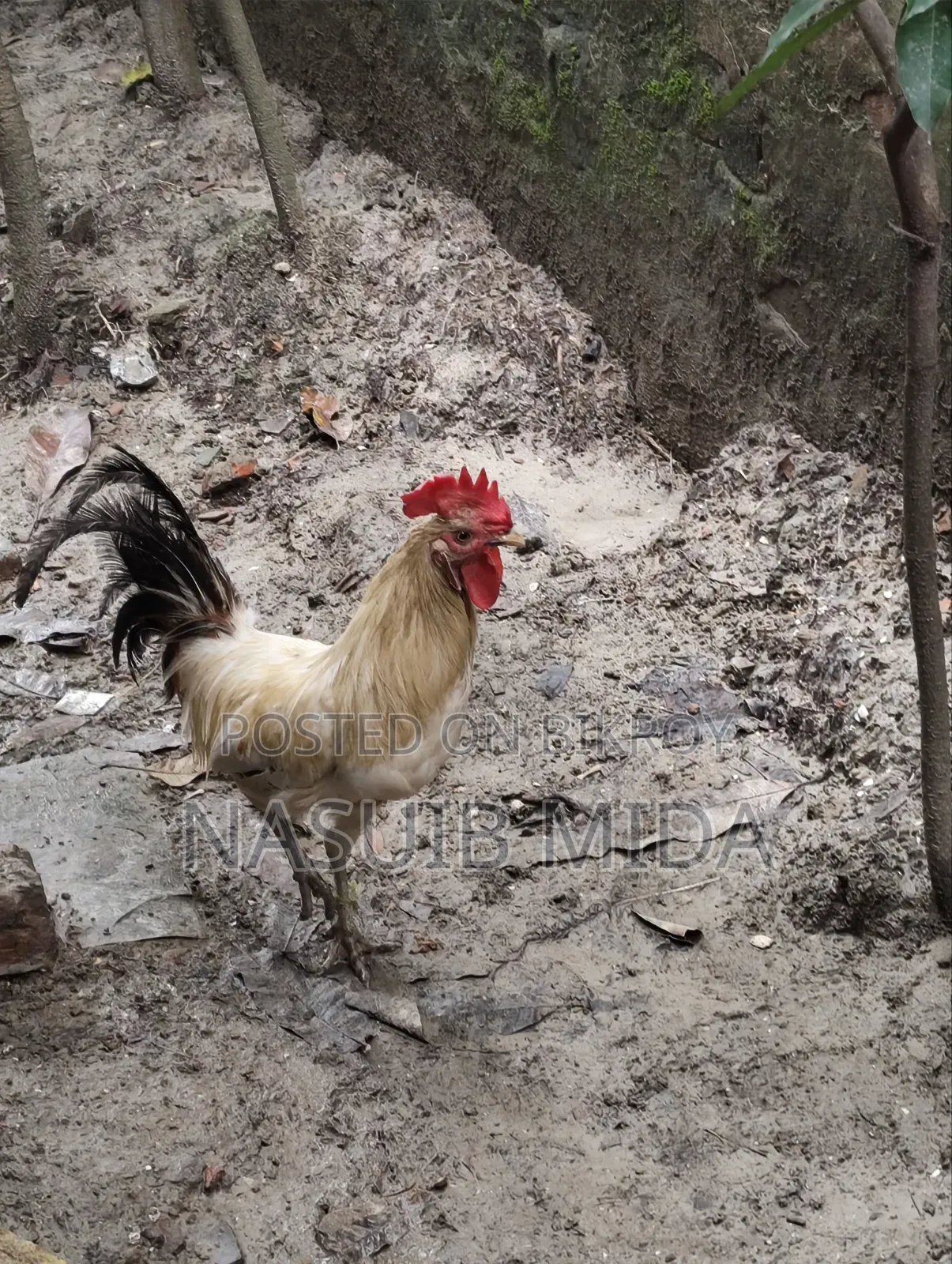 Deshi Rooster for Sale