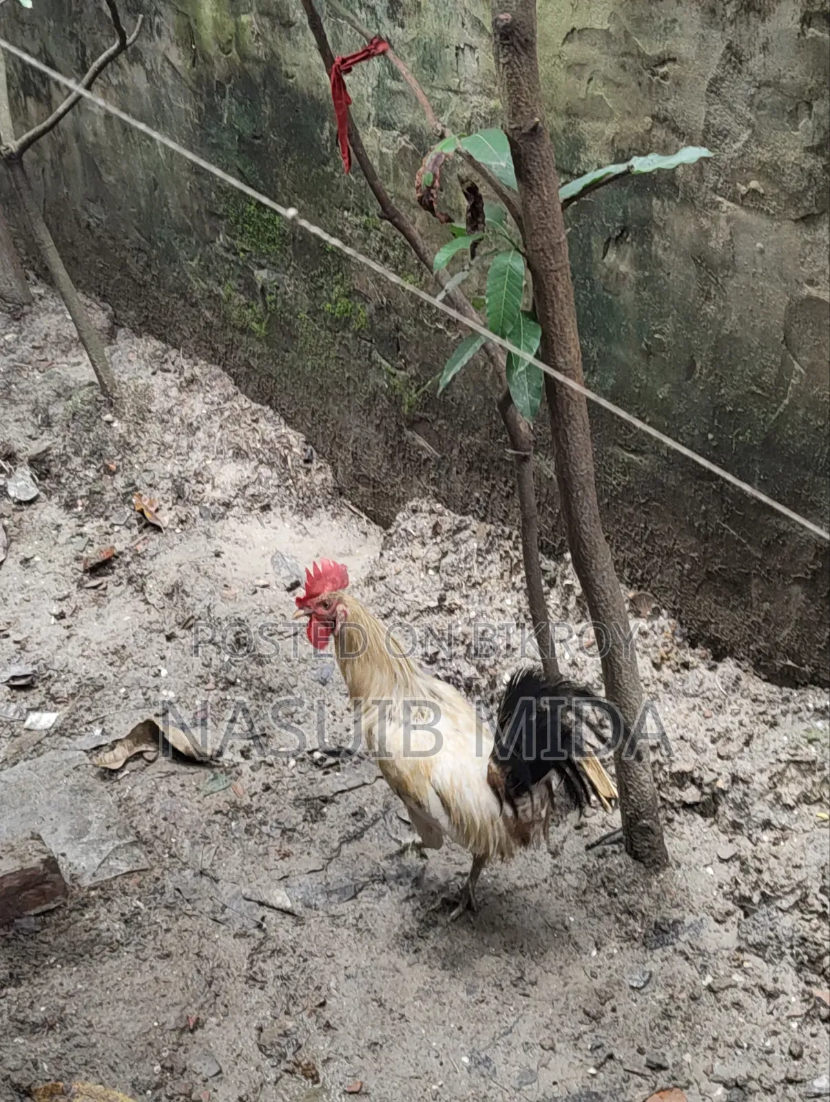 Deshi Rooster for Sale