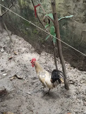 Deshi Rooster for Sale