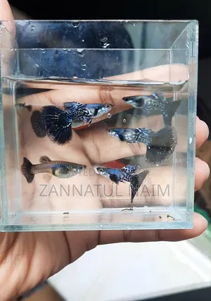 পার্পল ড্রাগন হাফমুন ডুম্বো ইয়ার