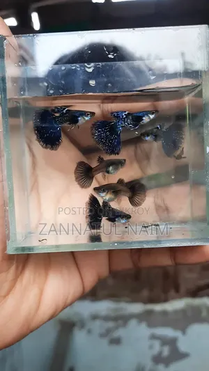 পার্পল ড্রাগন হাফমুন ডুম্বো ইয়ার