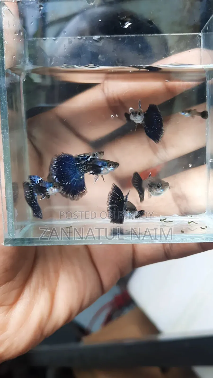 পার্পল ড্রাগন হাফমুন ডুম্বো ইয়ার