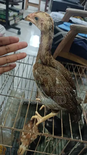 অরিজিনাল আসিল বাচ্চা