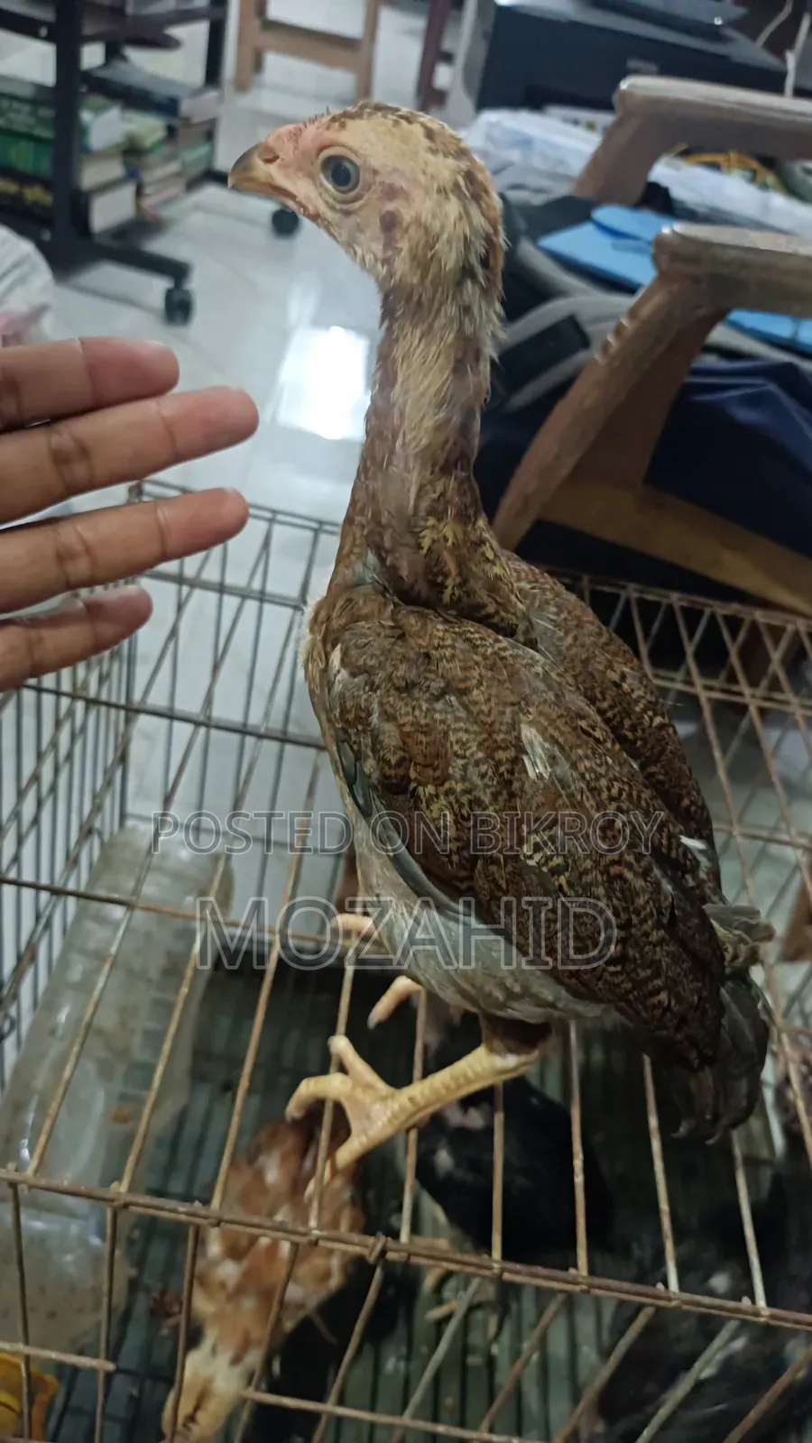 অরিজিনাল আসিল বাচ্চা