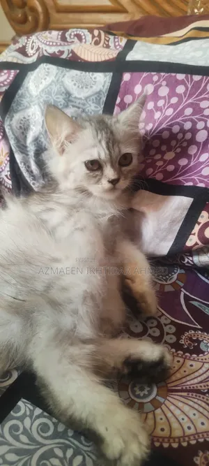 1-3 Months Male Purebred Persian Cat