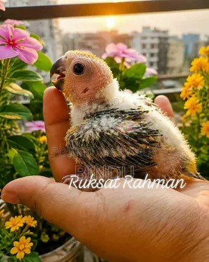 Sun Conure Baby