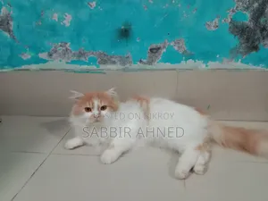 ১+ বছরের পুরুষ পার্সিয়ান মিক্স বিড়াল