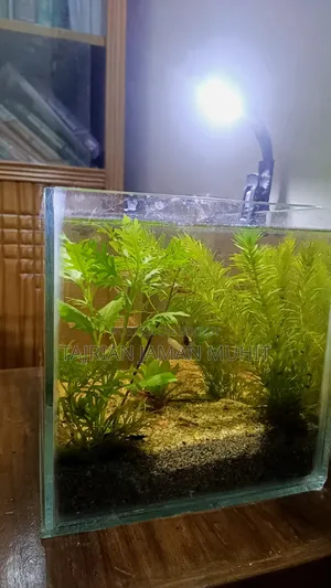 সেমি প্লান্টেড অ্যাকোরিয়াম