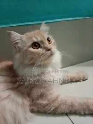 1+ Year Female Mixed Breed Persian