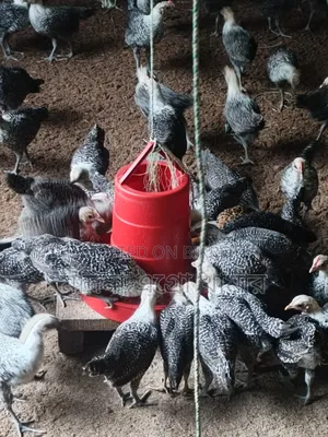 দুই মাস বয়সী মিশরীয় ফাউমি মুরগি বিক্রি চলছে