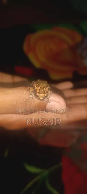 Asian Painted Frog (Baby)