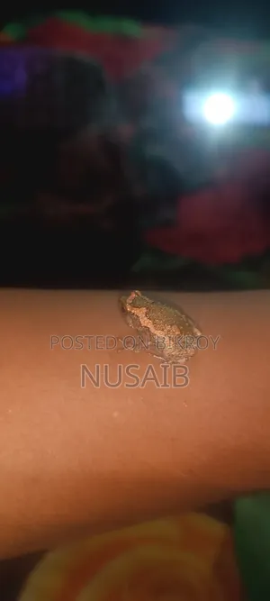 Asian Painted Frog (Baby)