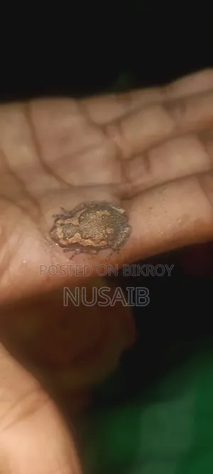 Asian Painted Frog (Baby)