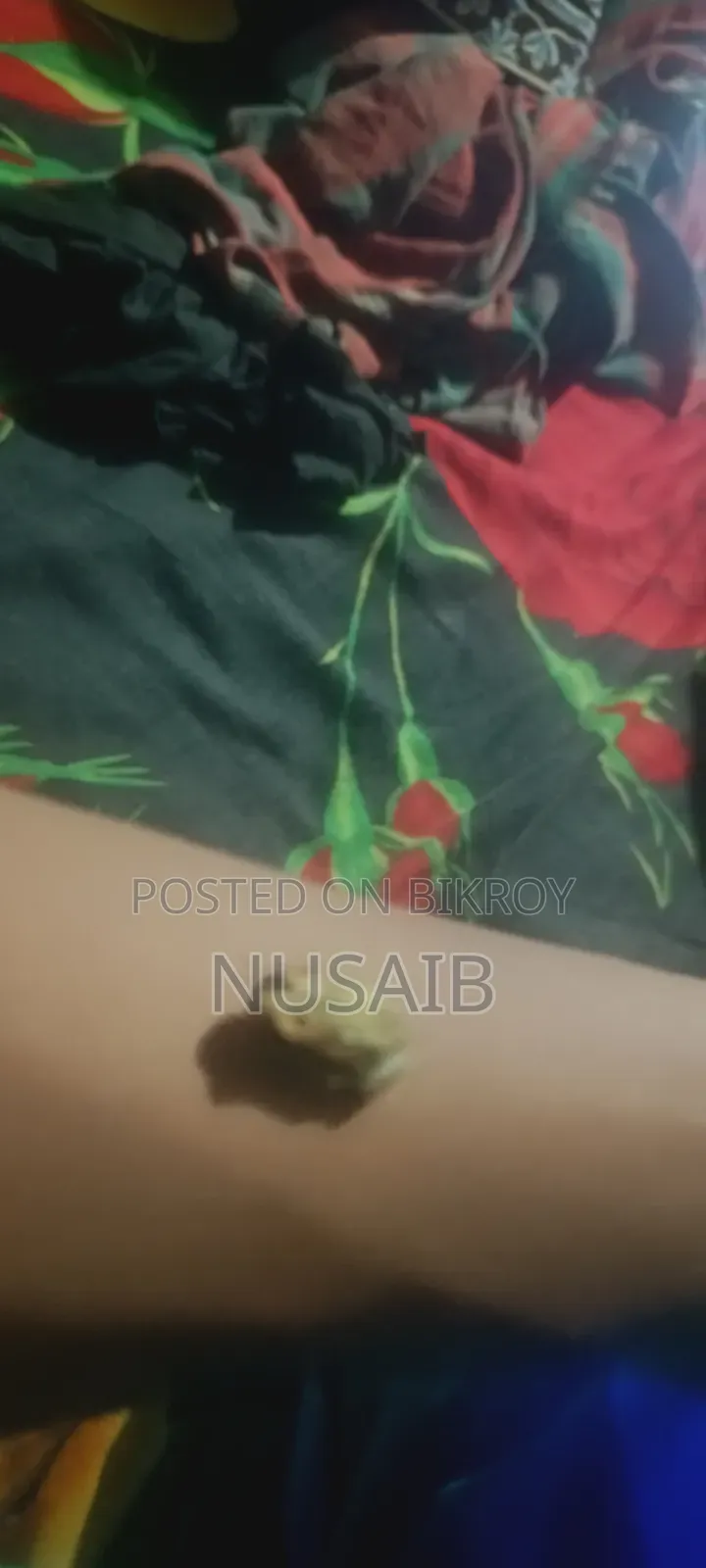 Asian Painted Frog (Baby)