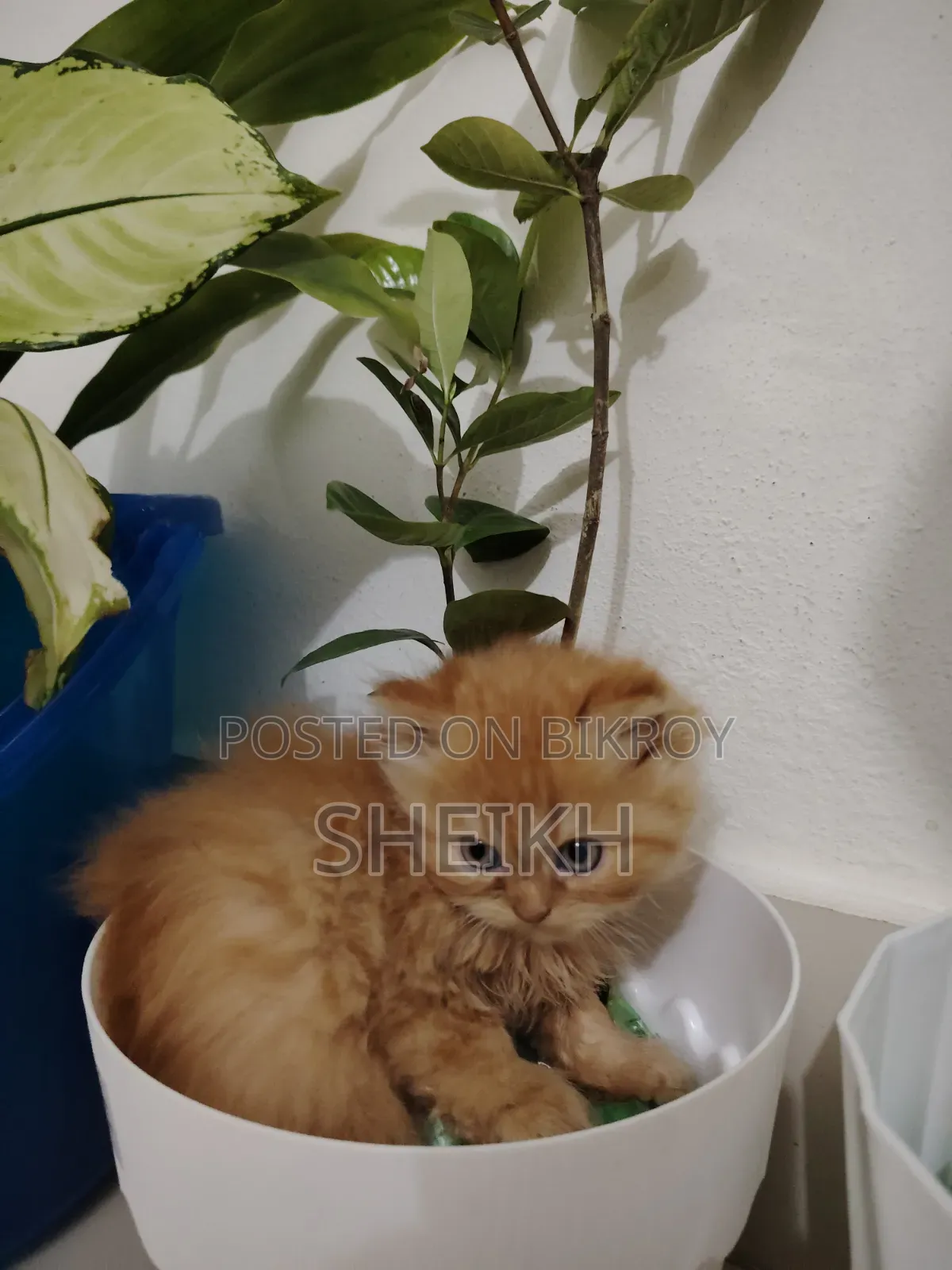 1-3 Months Female Purebred Persian
