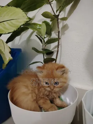1-3 Months Female Purebred Persian