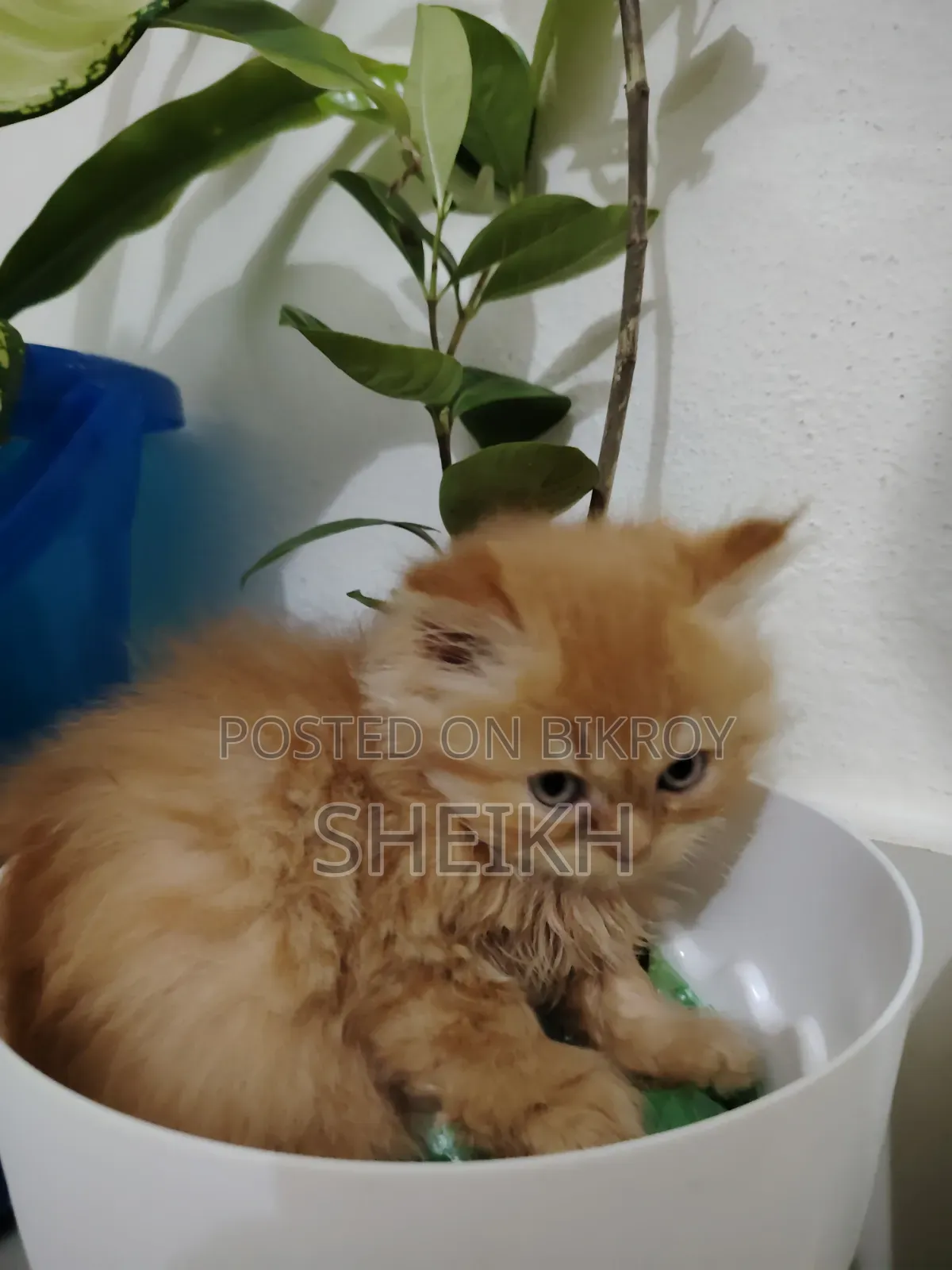1-3 Months Female Purebred Persian
