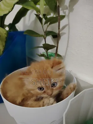 1-3 Months Female Purebred Persian
