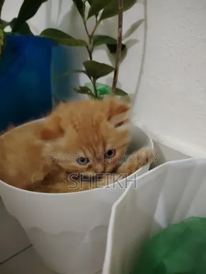 1-3 Months Female Purebred Persian