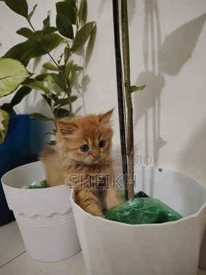 1-3 Months Female Purebred Persian