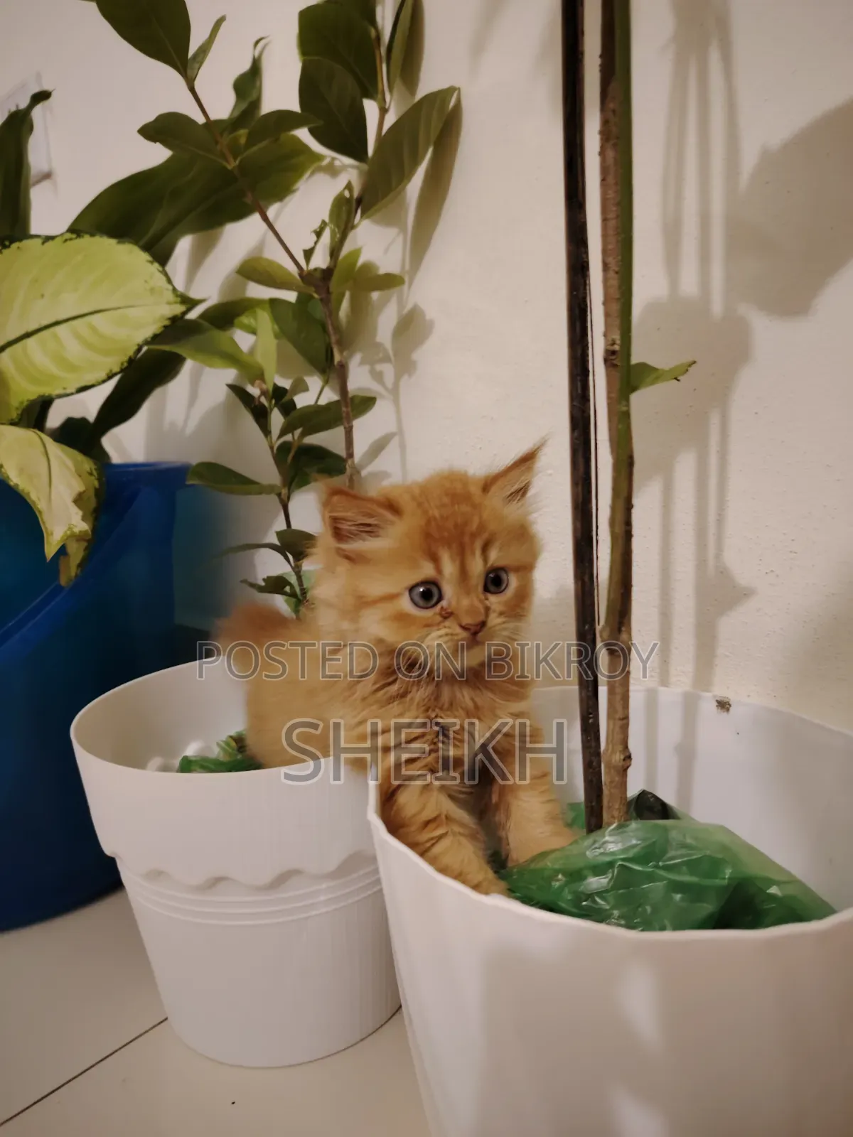 1-3 Months Female Purebred Persian