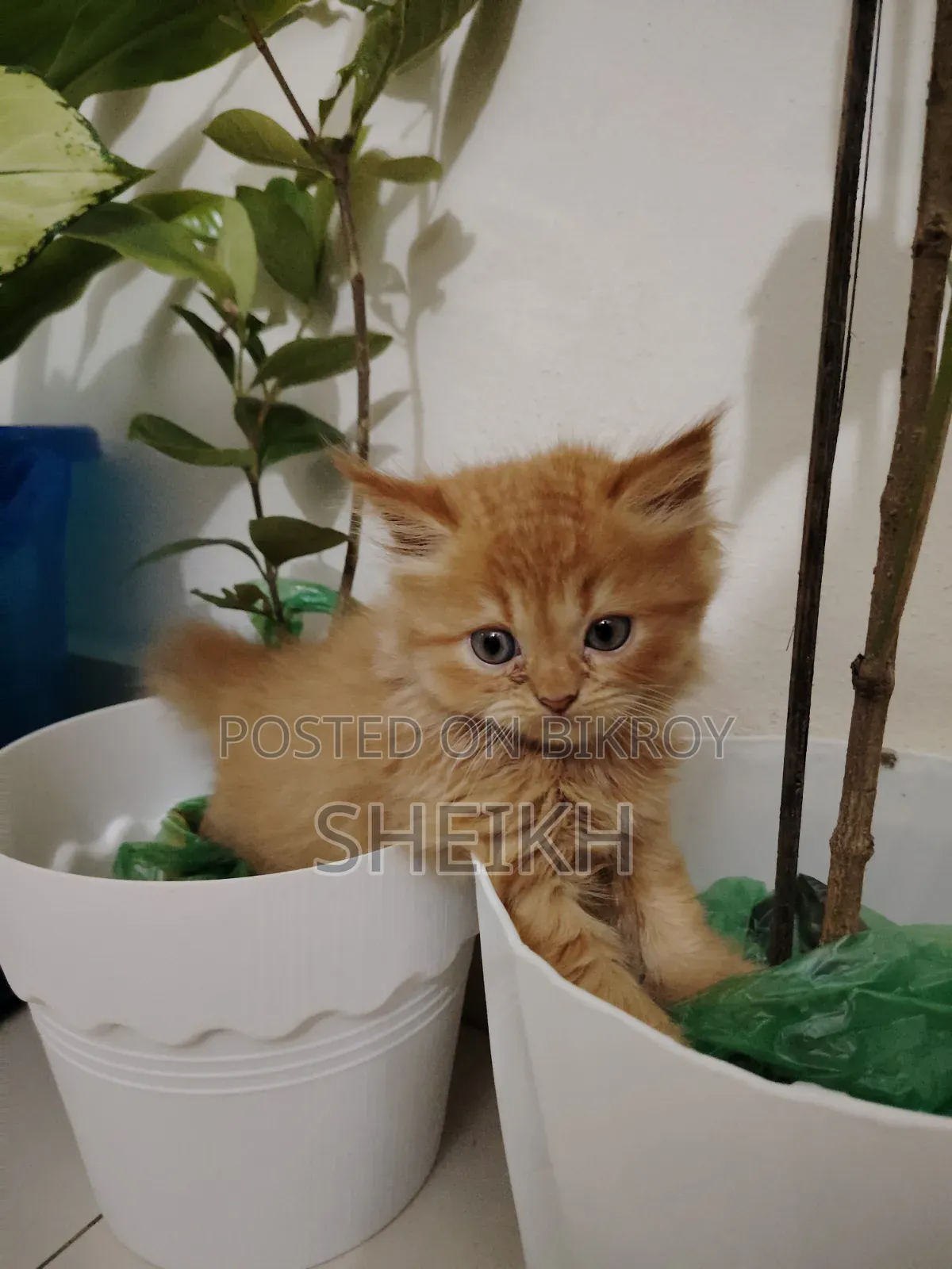 1-3 Months Female Purebred Persian