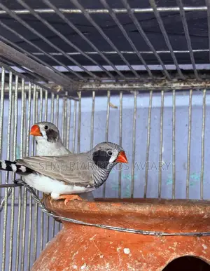 BB Finch Birds