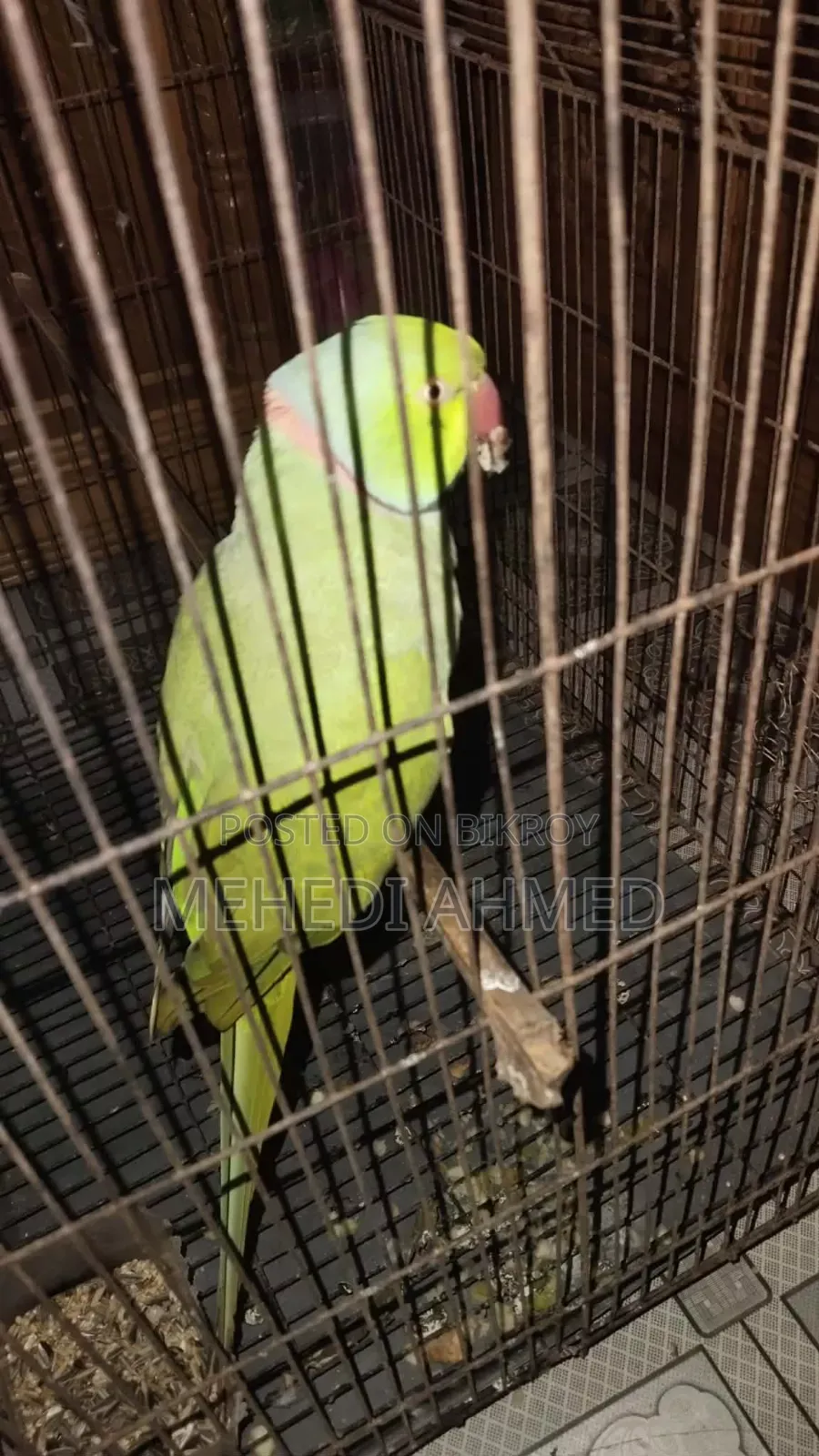 Indian Ringneck Parrot