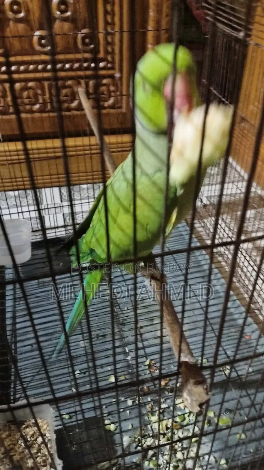 Indian Ringneck Parrot
