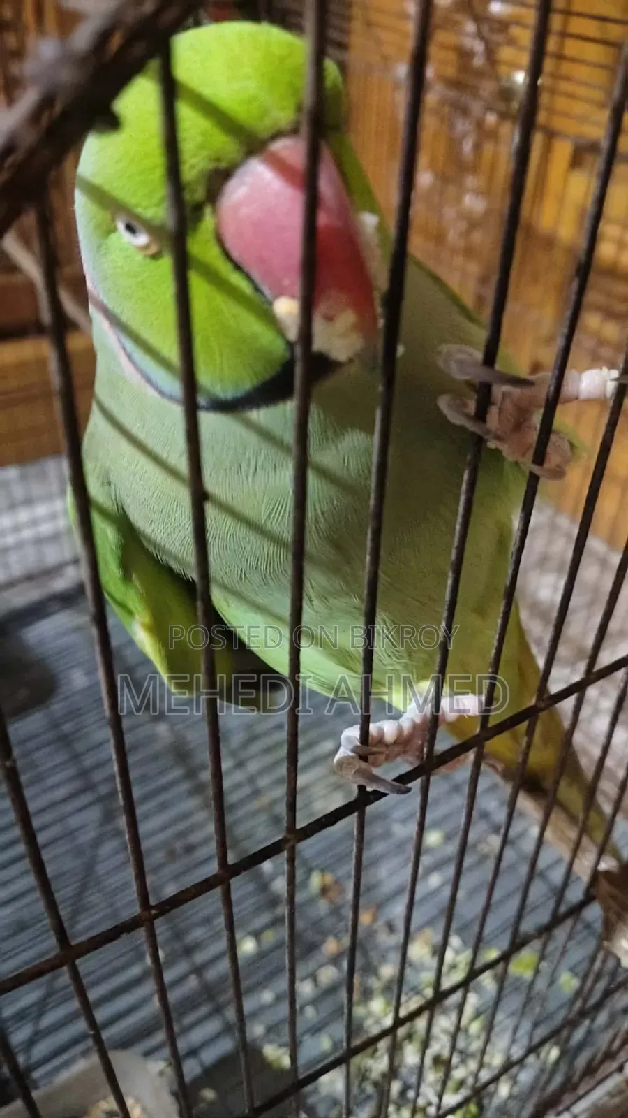 Indian Ringneck Parrot