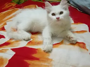 ১-৩ মাসের ফিমেল মিক্সড ব্রিড পারসিয়ান