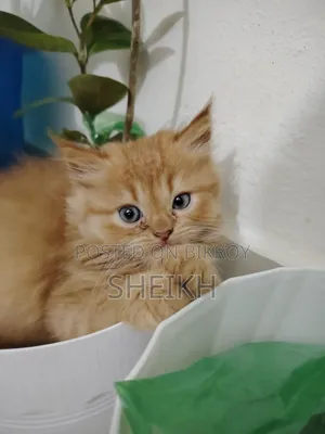 1-3 Months Male Purebred Persian Cat