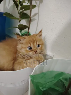 1-3 Months Male Purebred Persian Cat