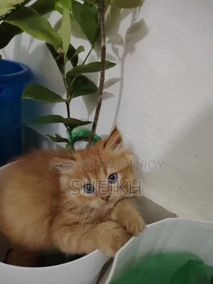 1-3 Months Male Purebred Persian Cat