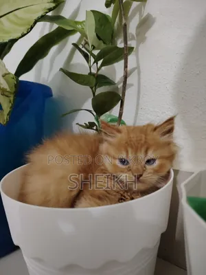 1-3 Months Male Purebred Persian Cat