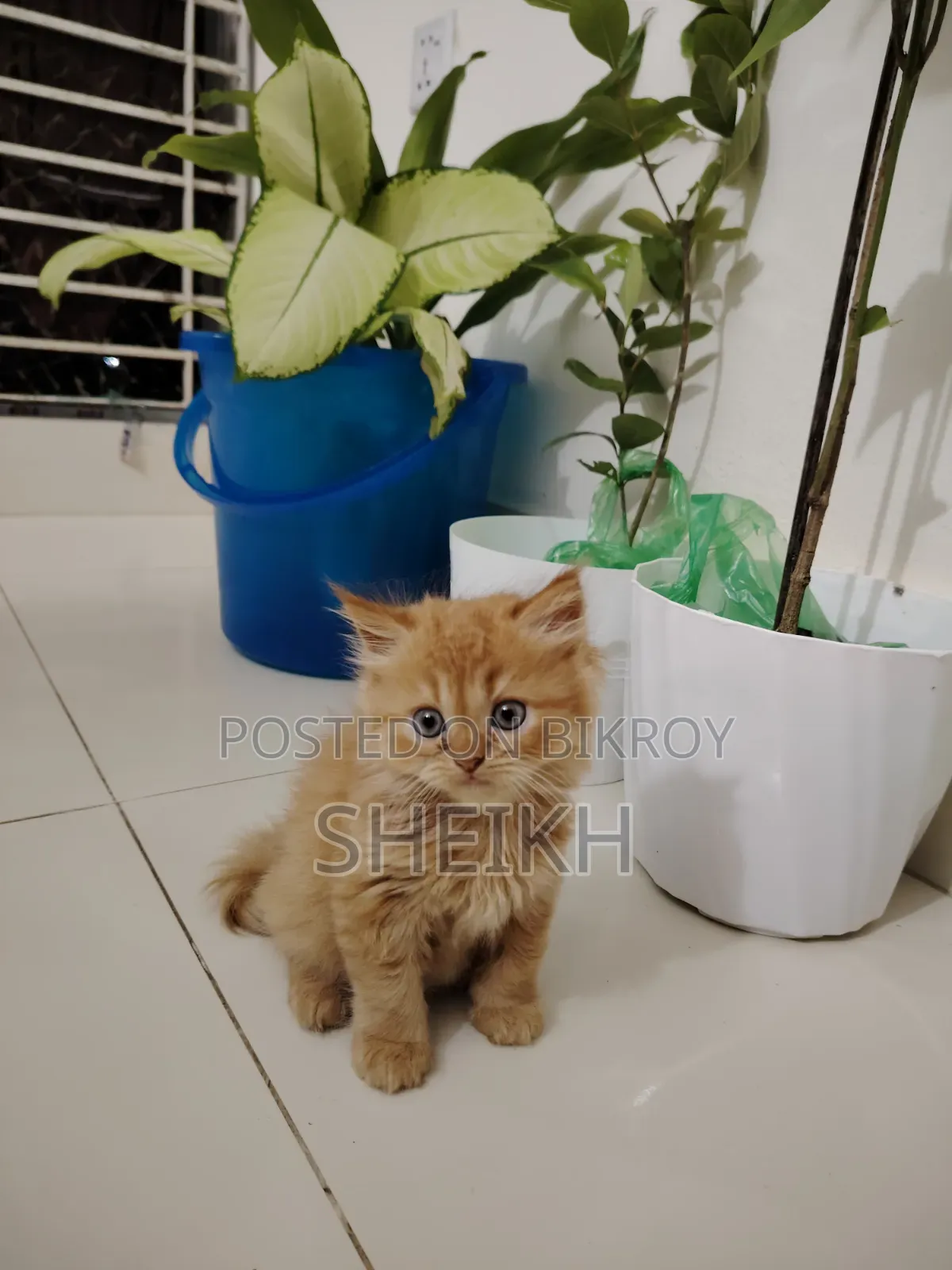 1-3 Months Male Purebred Persian Cat